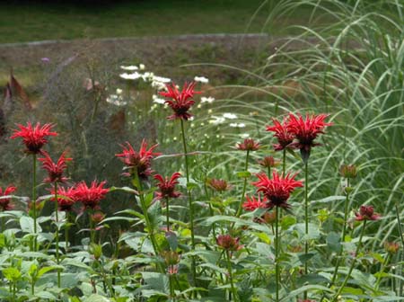 Garden10