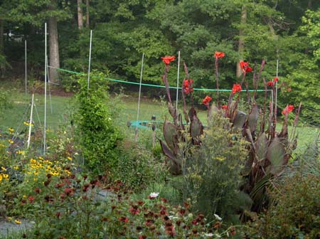Garden11