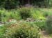 Garden3