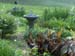 Garden7