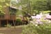 backyard spring1
